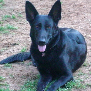 Mikko